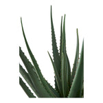 Lade das Bild in den Galerie-Viewer, Realistische Aloe Vera Kunstpflanze 51cm – Pflegeleicht, Modern, Grüne Dekoration für Zuhause
