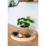 Lade das Bild in den Galerie-Viewer, Realistische Pelia Kunstpflanze 28cm: Pflegeleichte Dekoration für Zuhause &amp; Büro
