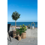 Lade das Bild in den Galerie-Viewer, Realistische 60cm Kunstpflanze Feigenbaum: Mediterraner Charme, Pflegeleicht für Zuhause
