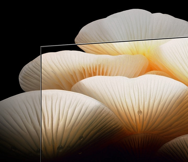 LG OLED evo Posé 55 Zoll Lifestyle-Fernseher mit A9 Gen7