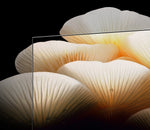 Lade das Bild in den Galerie-Viewer, LG OLED evo Posé 55 Zoll Lifestyle-Fernseher mit A9 Gen7

